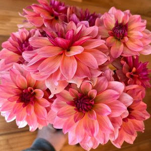 Mary's First Dahlia Tuber