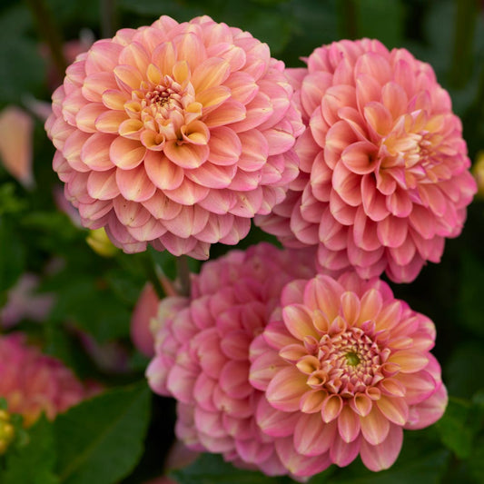 Milena Fleur Dahlia Tuber
