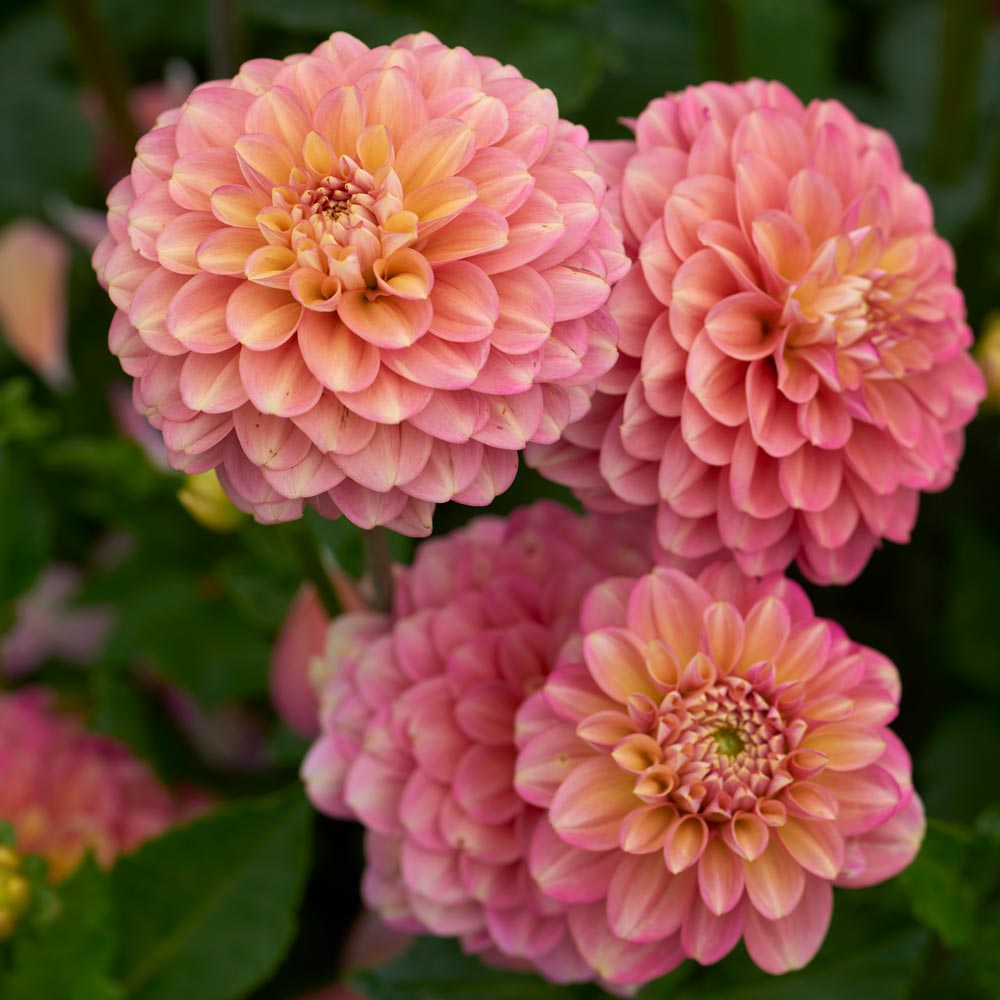 Milena Fleur Dahlia Tuber