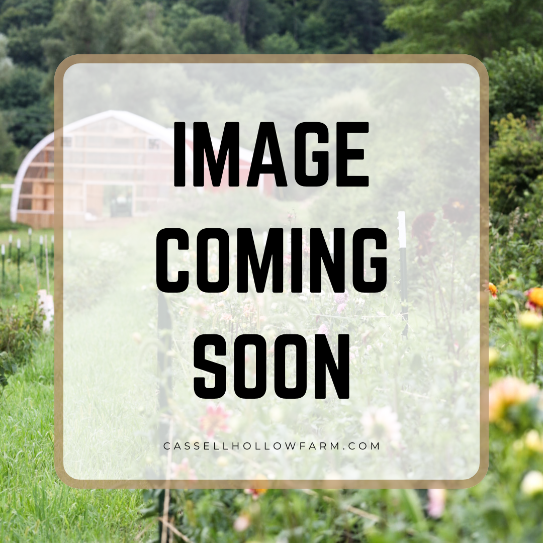 Camano Ariel Dahlia Tuber