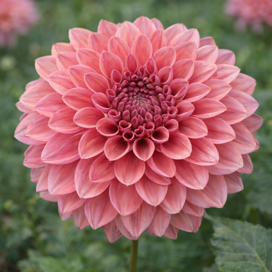 Mystique Dahlia Tuber