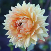 Glorie Van Noordwijk Dahlia Tuber