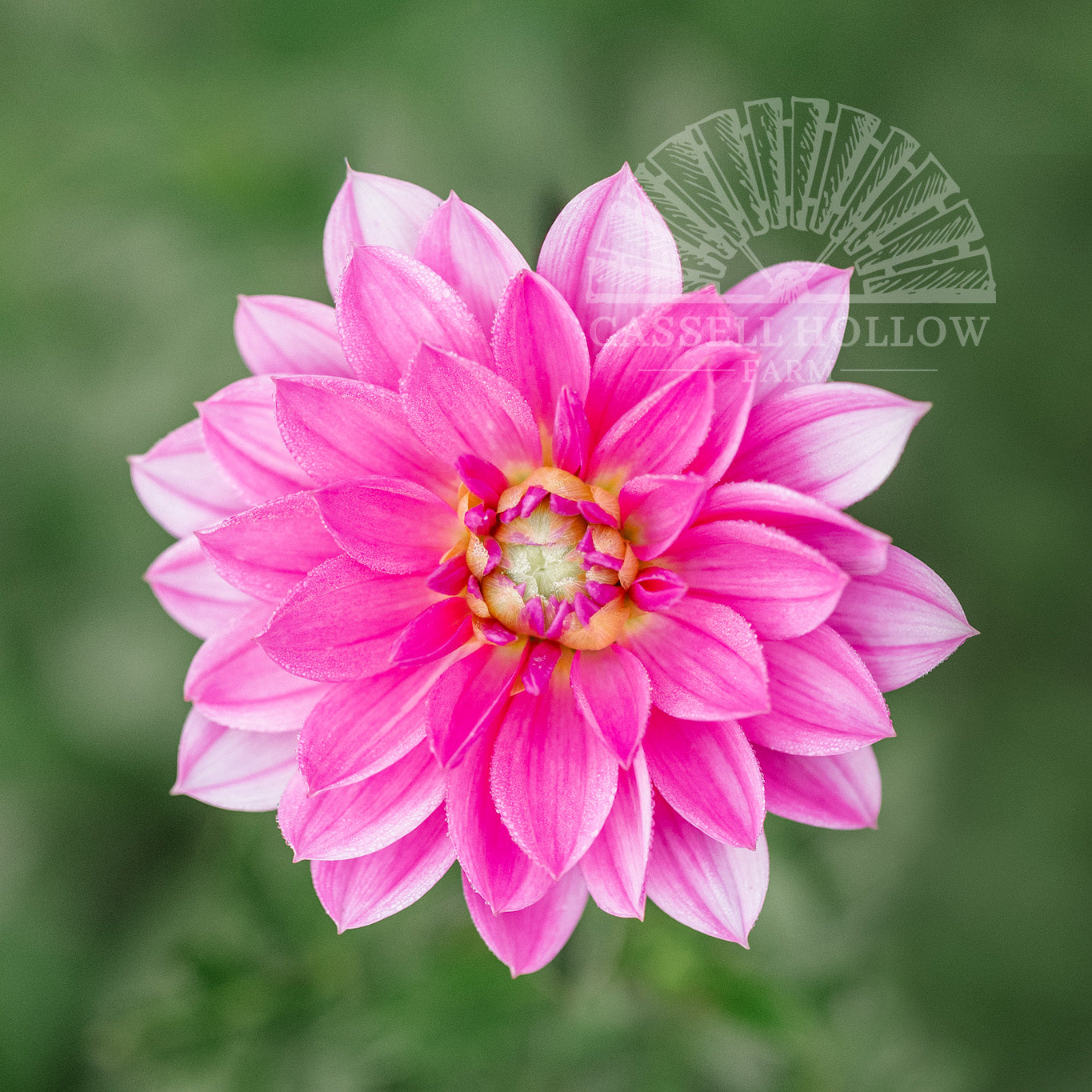 Onesta Dahlia Tuber