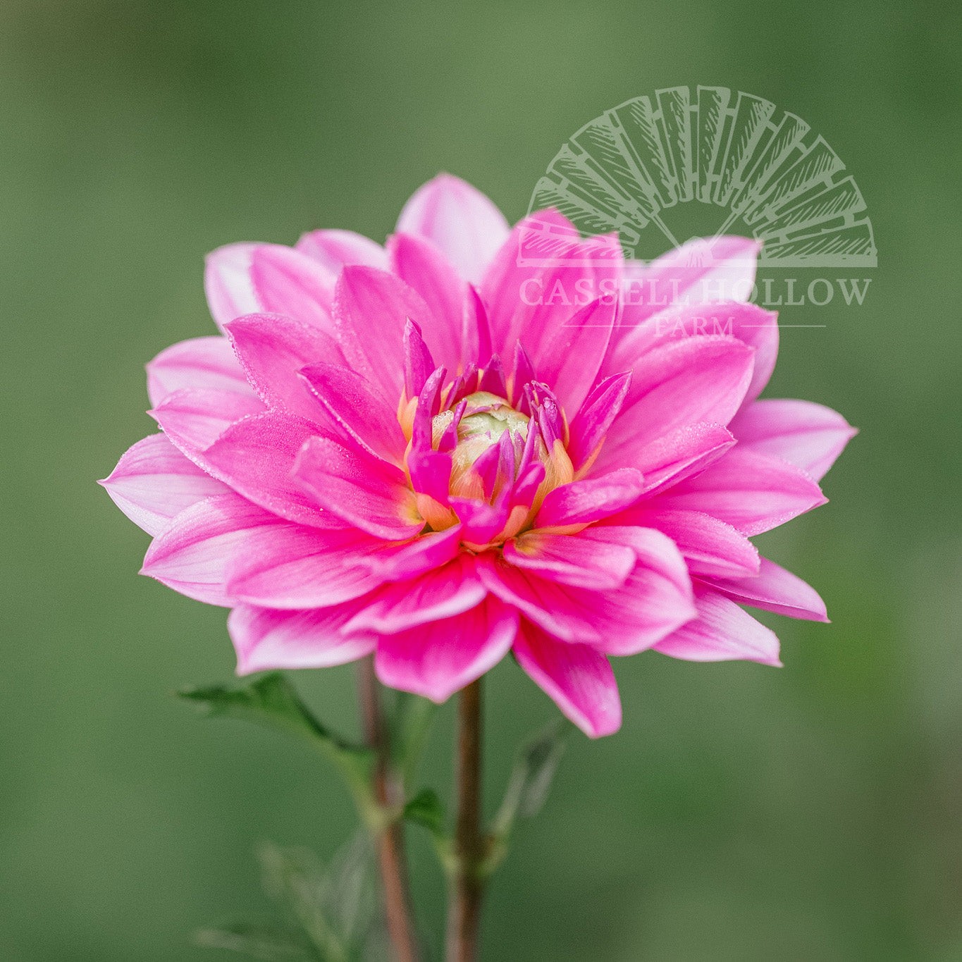Onesta Dahlia Tuber