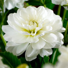 White Onesta Dahlia Tuber