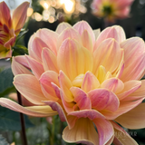 Pat Fearey Dahlia Tuber