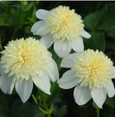 Platinum Blonde Dahlia Tuber
