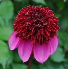 Poodle Skirt Dahlia Tuber