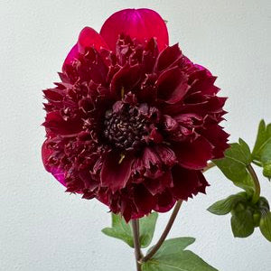 Ruby Dahlia Tuber