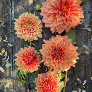 Sierra Glow Dahlia Tuber