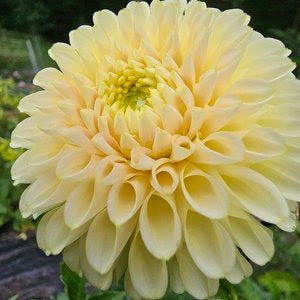 Skipley Moonglow Dahlia Tuber