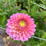 Skipley Spot of Gold Dahlia Tuber