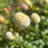 Small World Dahlia Tuber