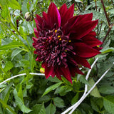 Soulman Dahlia Tuber