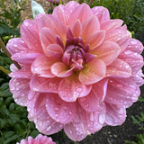 Southern Belle Dahlia Tuber