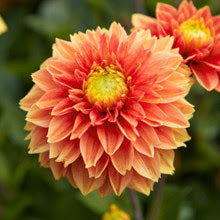 Sunset Tropicana Dahlia Tuber