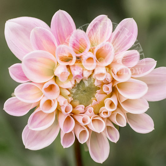 Sweet Nathalie Dahlia Tuber