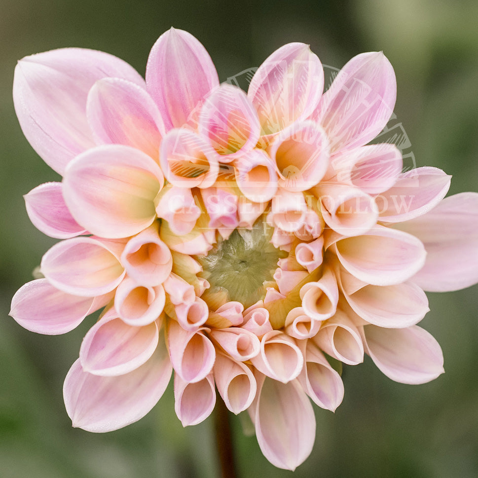 Sweet Nathalie Dahlia Tuber