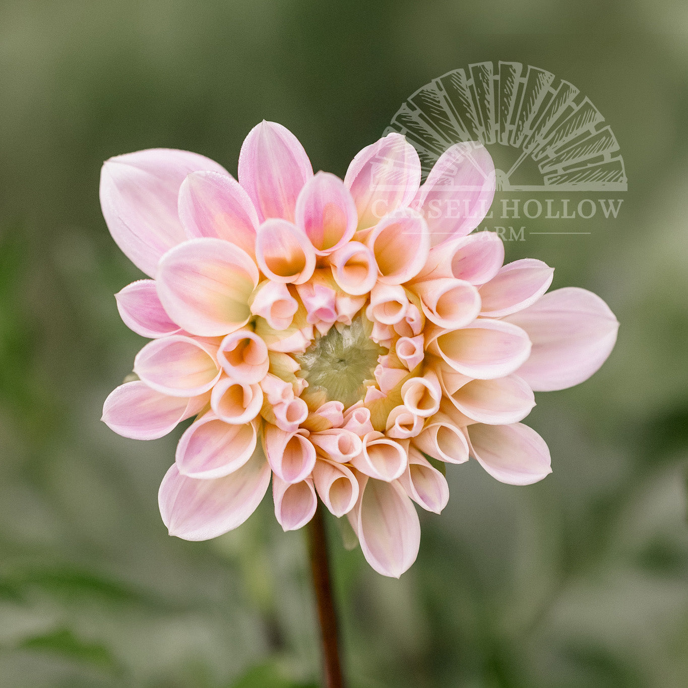 Sweet Nathalie Dahlia Tuber