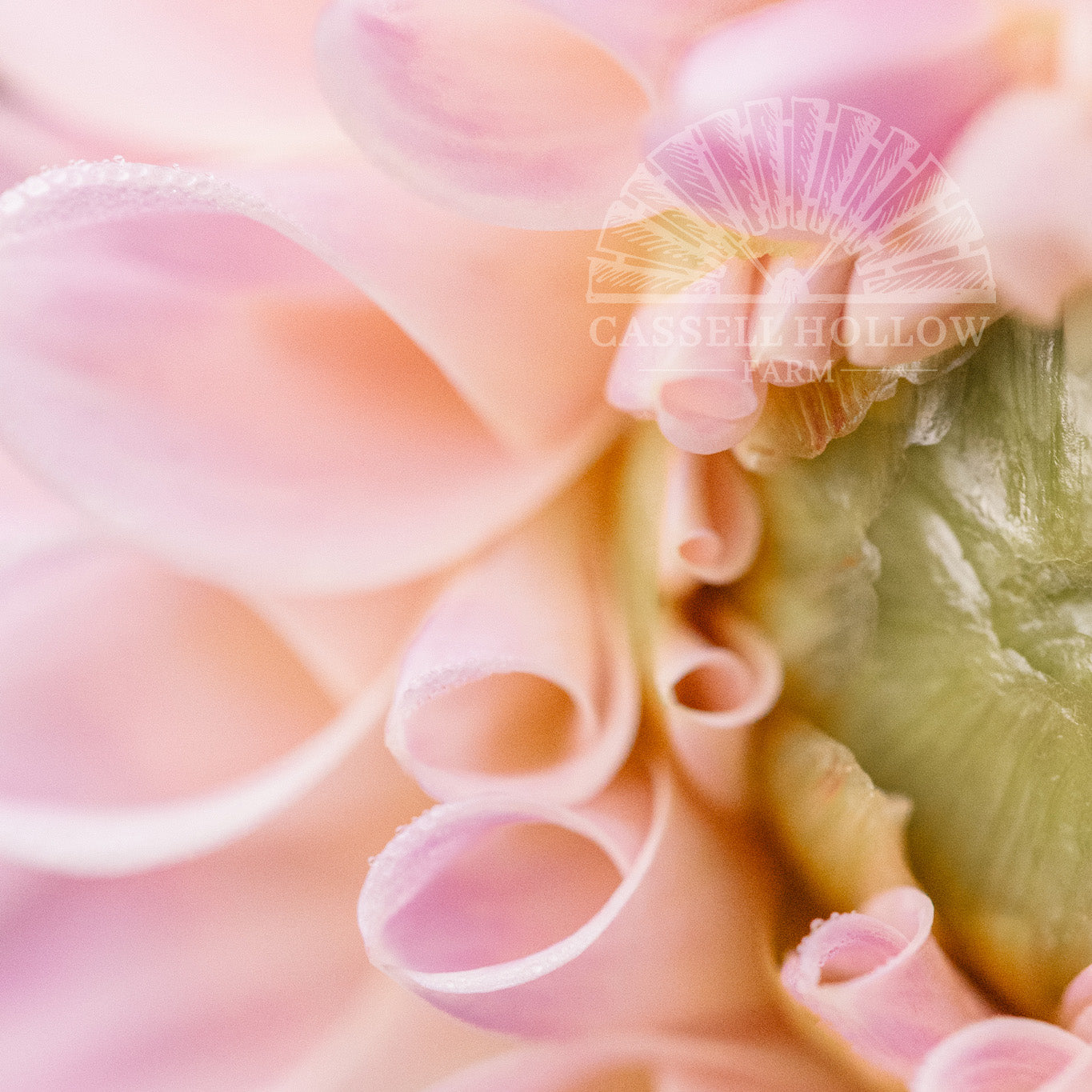 Sweet Nathalie Dahlia Tuber