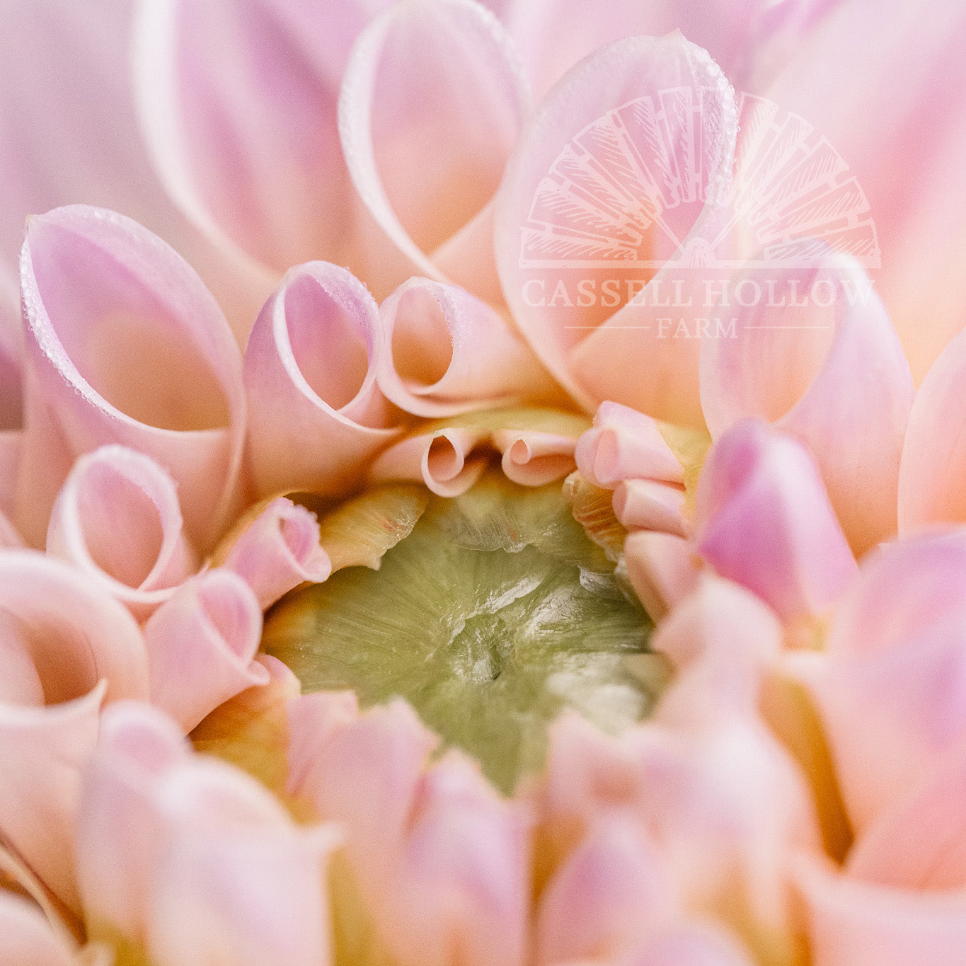 Sweet Nathalie Dahlia Tuber