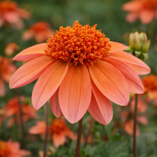 Totally Tangerine Dahlia Tuber