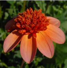 Totally Tangerine Dahlia Tuber