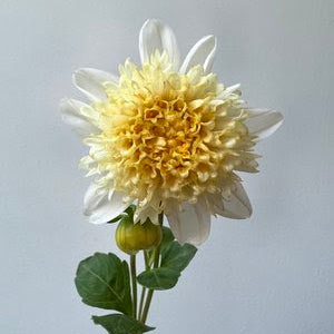 Toto Dahlia Tuber