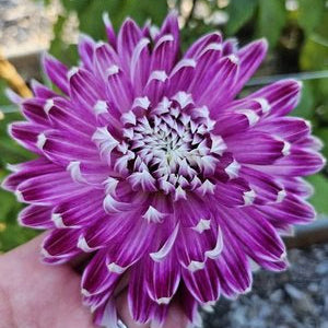 Vancouver Dahlia Tuber