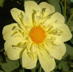 Yellow Bird Dahlia Tuber
