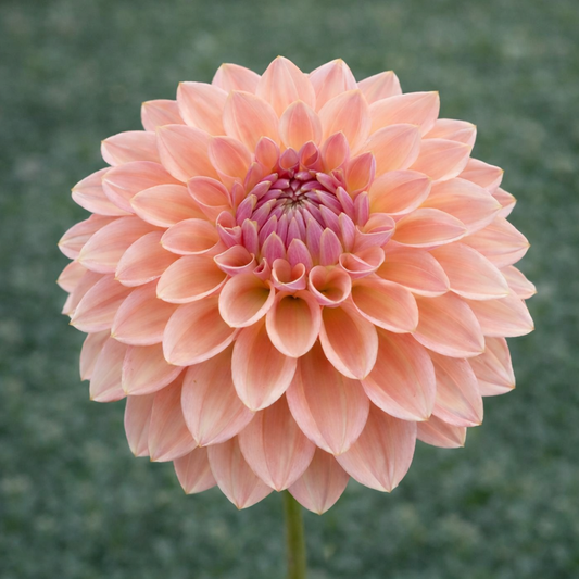 Bloomquist Alan Dahlia Tuber