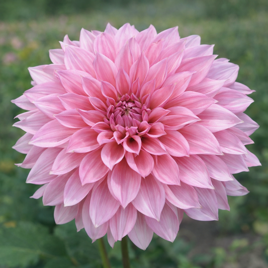 Cafe Au Lait Rose Dahlia Tuber