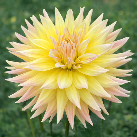 Camano Ariel Dahlia Tuber