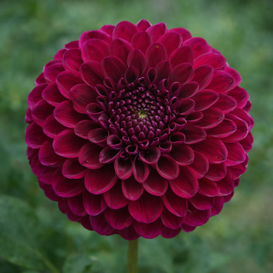 Camano Phantom Dahlia Tuber