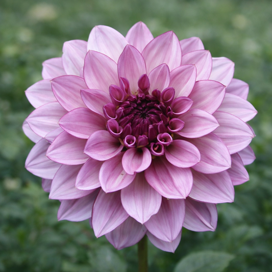 Creme de Cassis Dahlia Tuber