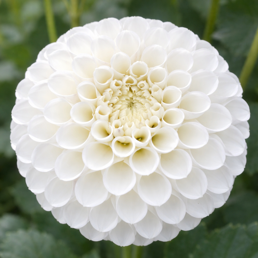 Danum Cupid Dahlia Tuber