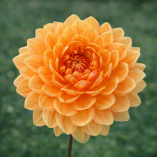 Rancho Dahlia Tuber