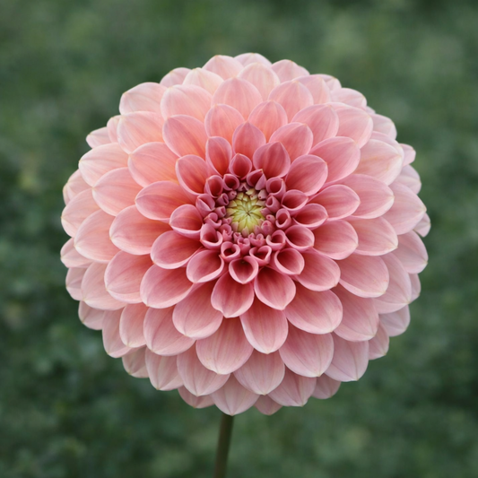 Rock Run Ashley Dahlia Tuber