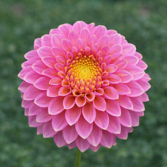 Skipley Spot of Gold Dahlia Tuber