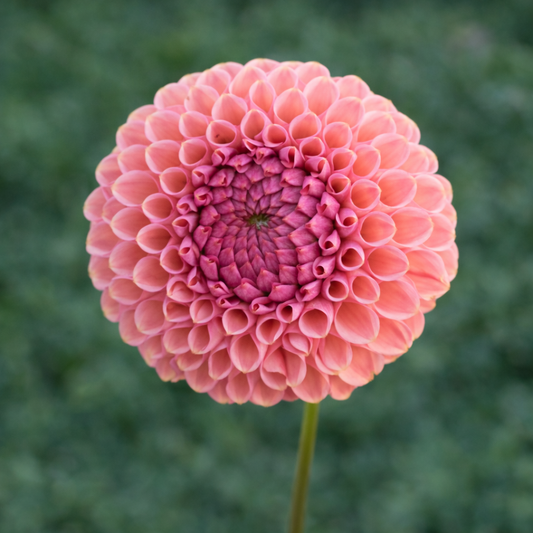 Snoho Jojo Dahlia Tuber
