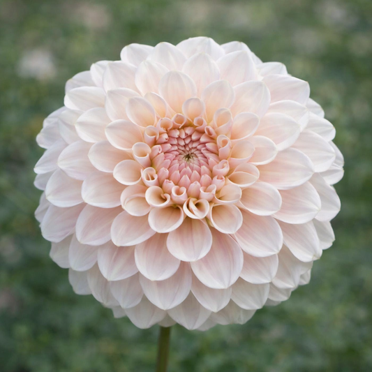 Sweet Nathalie Dahlia Tuber
