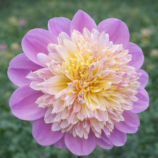 Take Off Dahlia Tuber