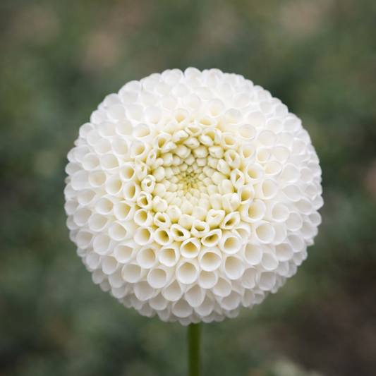 Tiny Treasure Dahlia Tuber