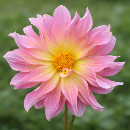 Wayne's Pink Dahlia Tuber