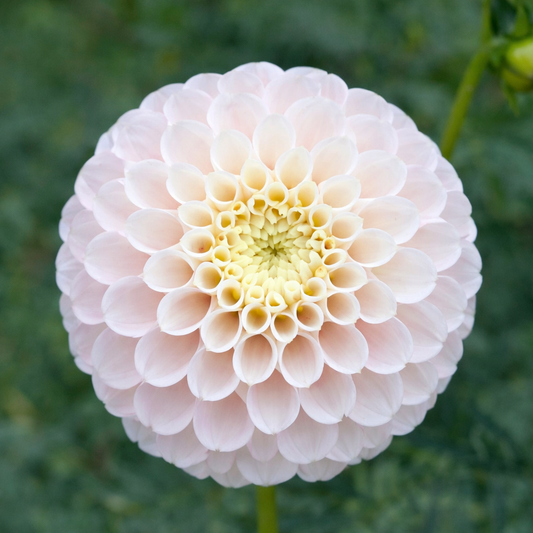 White Wizard Dahlia Tuber