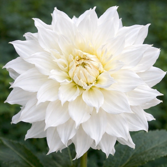 Yuukyu Dahlia Tuber